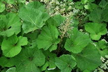 Leaves-of-Butterbur