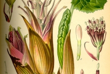Plant-illustration-of-Butterbur