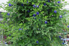 Butterfly-Pea-plant
