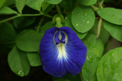 Flower-of-Butterfly-Pea