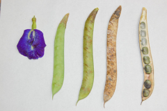 Flower-to-Pod-stages-of-Butterfly-Pea