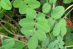 Leaves-of-Butterfly-Pea