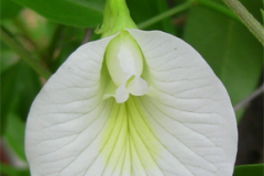 Other-variety-of-Butterfly-Pea
