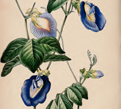Plant-Illustration-of-Butterfly-Pea