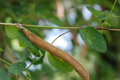 Seed-pod-of-Butterfly-Pea