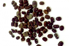 Seeds-of-Butterfly-Pea