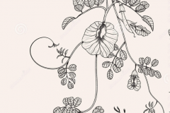 Sketch-of-Butterfly-Pea-plant