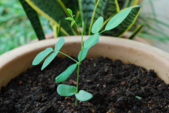 Small-Butterfly-Pea-plant
