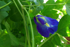 Stem-of-Butterfly-Pea
