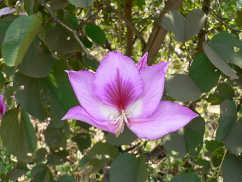 Flower-of-Butterfly-Tree