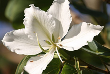 Bauhinia-Variegata-Alba