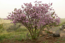 Butterfly-Tree-growing-wild