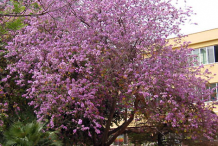 Butterfly-Tree
