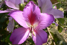 Closer-view-of-flower-of-Butterfly-Tree