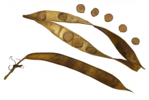 Dried-fruit-and-seeds-of-Butterfly-Tree