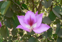 Flower-of-Butterfly-Tree