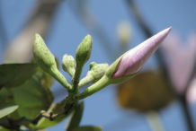 Flowering-buds-of-Butterfly-tree