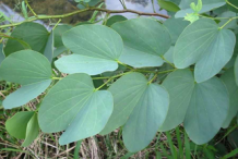 Leaves-of-Butterfly-tree
