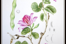Plant-Illustration-of-Butterfly-Tree