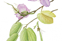 Sketch-of-Butterfly-Tree