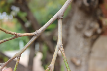 Stem-of-Butterfly-Tree