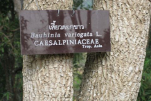 Trunk-of-Butterfly-Tree