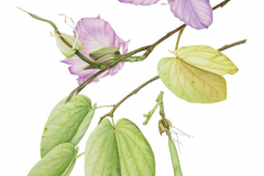 Sketch-of-Butterfly-Tree