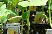 Butternut-squash-seedlings