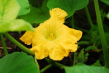 Close-up-flower-of-Butternut-squash