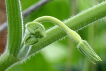 Flower-bud-of-Butternut-squash