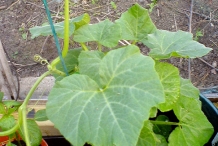 Leaves-of-Butternut-squash