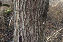 Butternut-bark