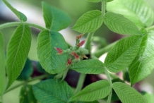 Butternut-female-flower