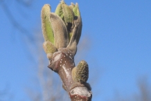 Butternut-flower-bud