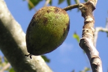 Butternut-fruit