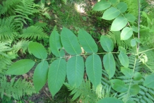 Butternut-leaves