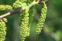 Butternut-male-flower