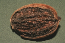 Butternut-nut