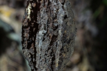 Butternut-seed