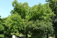 Butternut-tree