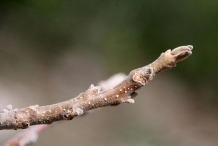 Butternut-twigs