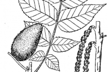 Drawing-of-Butternut