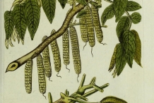 Illustration-of-Butternut