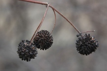 Buttonbush-Fruit-during-winter