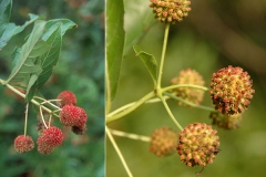 Buttonbush-Fruit
