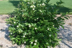 Buttonbush-plant