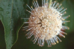 Closer-view-of-flower-of-Buttonbush