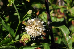 Common-Buttonbush-flower