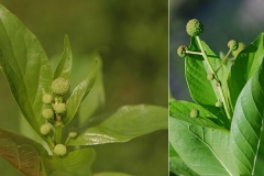 Emerging-flower-cluster-of-Buttonbush