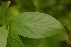 Leaves-of-Buttonbush